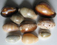 Cypraea 4)